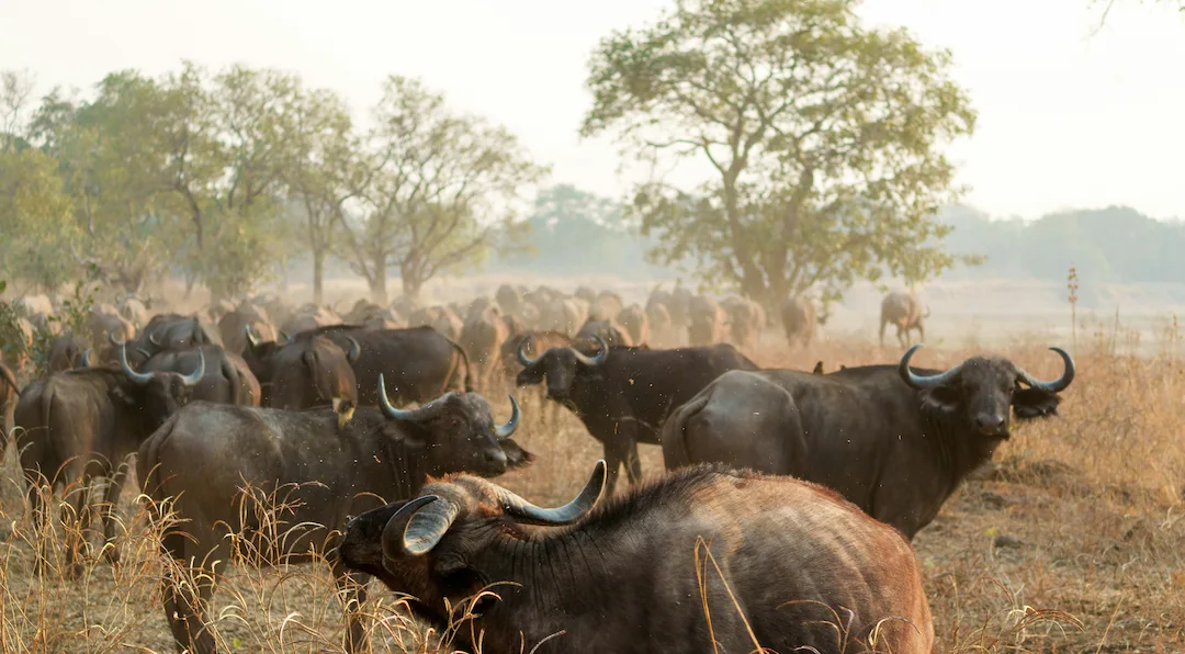 Een grote kudde Afrikaanse buffels die grazen in een droog, met gras begroeid veld, met hier en daar wat bomen op de achtergrond.